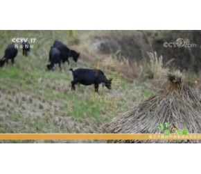 千元黑山羊在山林里走失，养殖大哥却不着急，为啥？