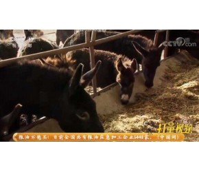 聊城大叔养殖高品质毛驴，通过网络宣传销售，获得财富