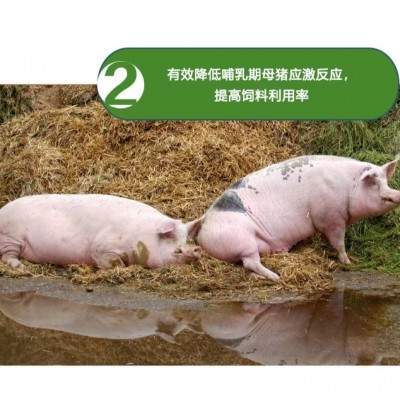 4%哺乳母猪预混料 买十送一 厂价直销 奶水充足 提高奶水营养图2