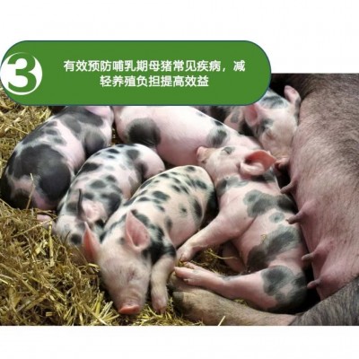 4%哺乳母猪预混料 买十送一 厂价直销 奶水充足 提高奶水营养图4