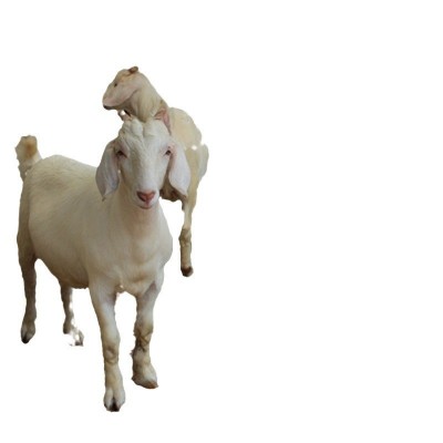 驻马店新蔡养殖场出售纯种美国白山羊产仔率高提供养殖技术图5