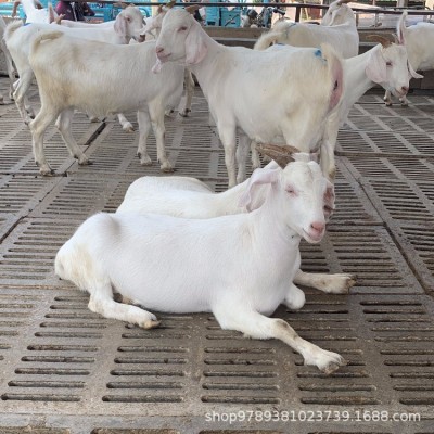 驻马店新蔡养殖场出售纯种美国白山羊产仔率高提供养殖技术图4