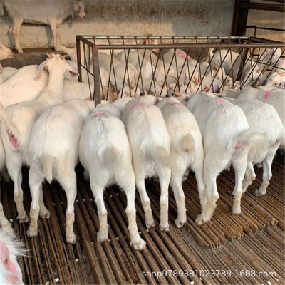 驻马店新蔡养殖场出售纯种美国白山羊产仔率高提供养殖技术图2