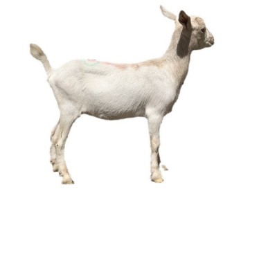 叶凡萨能奶山羊养殖 河北涿州市纯种奶山羊 奶山羊多少钱一只图5