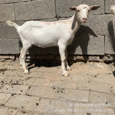 叶凡萨能奶山羊养殖 河北涿州市纯种奶山羊 奶山羊多少钱一只图3