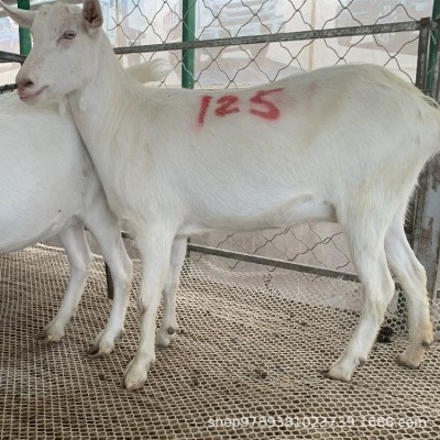 叶凡萨能奶山羊养殖 河北涿州市纯种奶山羊 奶山羊多少钱一只图4