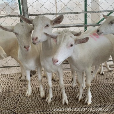 叶凡萨能奶山羊养殖 河北涿州市纯种奶山羊 奶山羊多少钱一只图2
