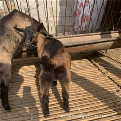 奶山羊的价格是多少 红鹿奶山羊羊苗 哪里的奶山羊品质好图4