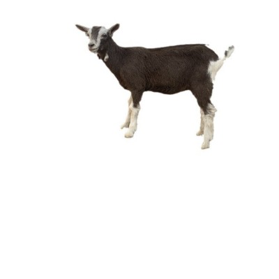 奶山羊的价格是多少 红鹿奶山羊羊苗 哪里的奶山羊品质好图5