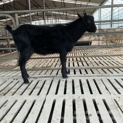 奶山羊的价格是多少 红鹿奶山羊羊苗 哪里的奶山羊品质好图3