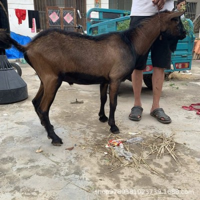 奶山羊的价格是多少 红鹿奶山羊羊苗 哪里的奶山羊品质好图2