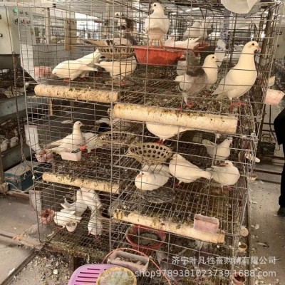 保定高碑店落地王鸽种鸽鸽子活体一对元宝鸽子特大巨型鸽子图3