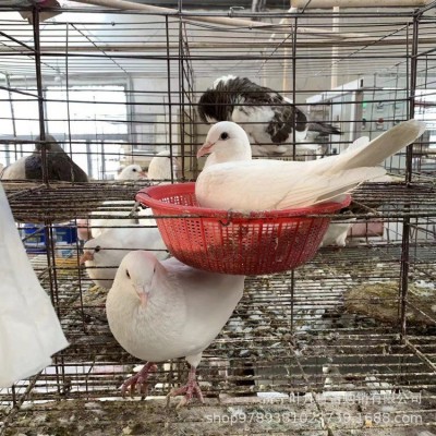 保定高碑店落地王鸽种鸽鸽子活体一对元宝鸽子特大巨型鸽子