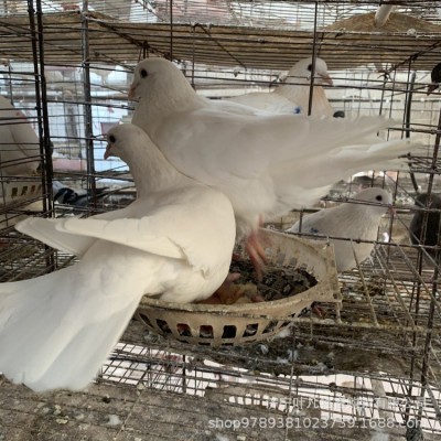 保定高碑店落地王鸽种鸽鸽子活体一对元宝鸽子特大巨型鸽子图4