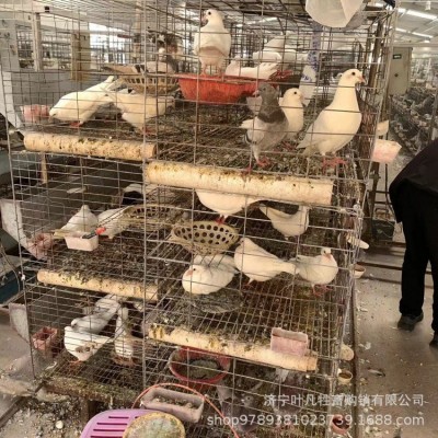 保定高碑店落地王鸽种鸽鸽子活体一对元宝鸽子特大巨型鸽子图2