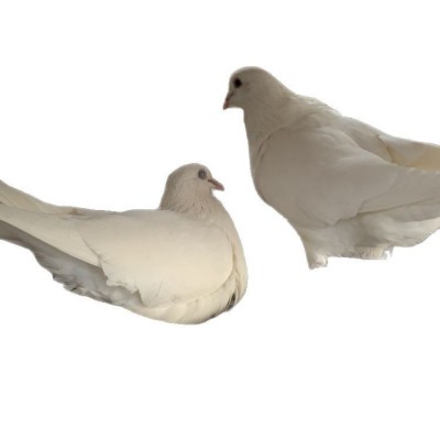 保定高碑店落地王鸽种鸽鸽子活体一对元宝鸽子特大巨型鸽子图5