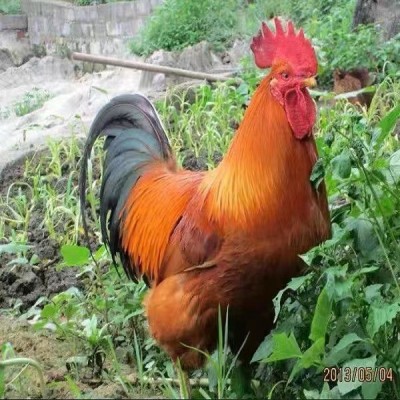 正宗九斤红红育鸡苗 活鸡巨型九斤红 黄红瑶脱温鸡包邮