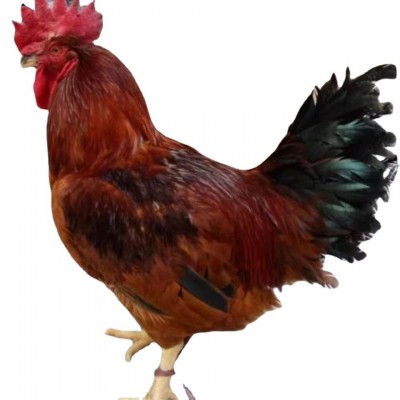 正宗九斤红红育鸡苗 活鸡巨型九斤红 黄红瑶脱温鸡包邮图5