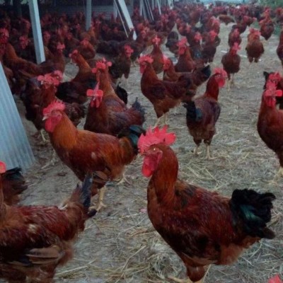 正宗九斤红红育鸡苗 活鸡巨型九斤红 黄红瑶脱温鸡包邮图4