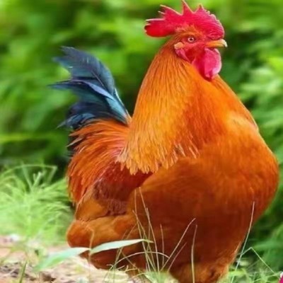 正宗九斤红红育鸡苗 活鸡巨型九斤红 黄红瑶脱温鸡包邮图2