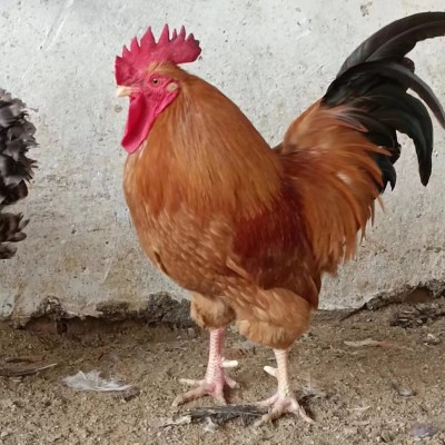 正宗九斤红红育鸡苗 活鸡巨型九斤红 黄红瑶脱温鸡包邮图3