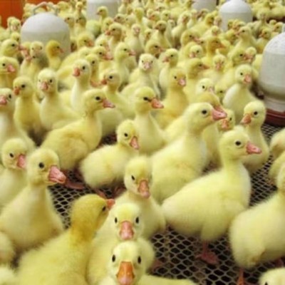 纯种大种白鹅苗家养三花鹅百子产蛋鹅四季鹅狮头灰鹅小鹅活苗活体图3