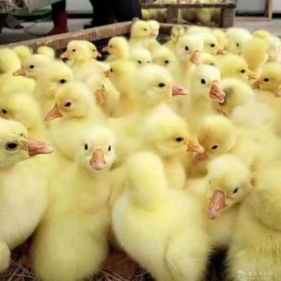 纯种大种白鹅苗家养三花鹅百子产蛋鹅四季鹅狮头灰鹅小鹅活苗活体图5