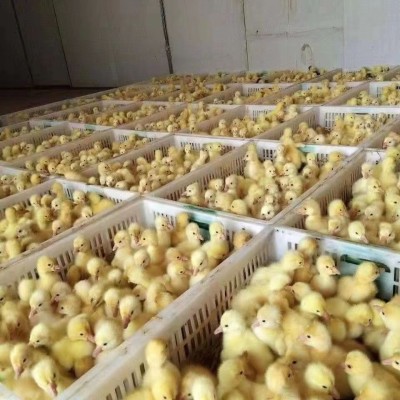 纯种大种白鹅苗家养三花鹅百子产蛋鹅四季鹅狮头灰鹅小鹅活苗活体图2