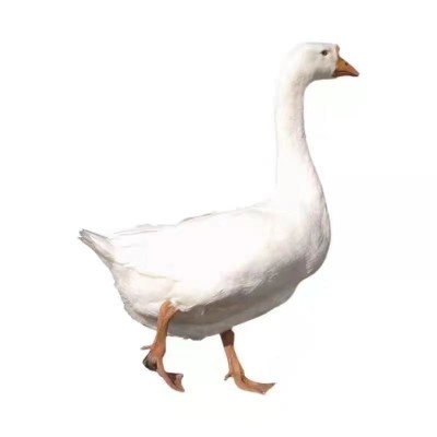 纯种大种白鹅苗家养三花鹅百子产蛋鹅四季鹅狮头灰鹅小鹅活苗活体图4