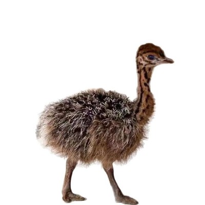 脱温鸵鸟鸵鸟苗一对公母包邮包活到家非洲鸵鸟苗鸵鸟苗一公一母图5