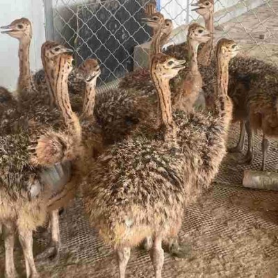 脱温鸵鸟鸵鸟苗一对公母包邮包活到家非洲鸵鸟苗鸵鸟苗一公一母图3
