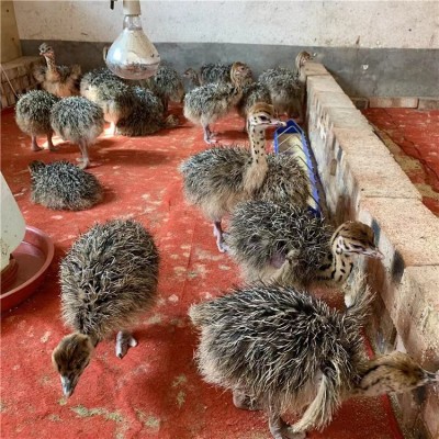 脱温鸵鸟鸵鸟苗一对公母包邮包活到家非洲鸵鸟苗鸵鸟苗一公一母图4