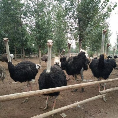 脱温鸵鸟鸵鸟苗一对公母包邮包活到家非洲鸵鸟苗鸵鸟苗一公一母图2