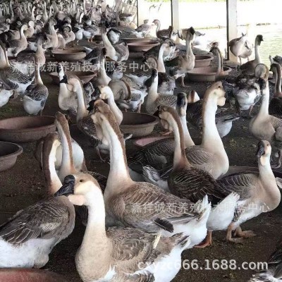 正宗狮头鹅脱温鹅苗大种狮头鹅 苗活体灰狮头鹅 活 苗小鹅 苗繁育图2
