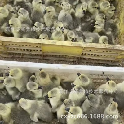 正宗狮头鹅脱温鹅苗大种狮头鹅 苗活体灰狮头鹅 活 苗小鹅 苗繁育图4