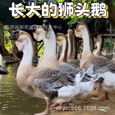 正宗狮头鹅脱温鹅苗大种狮头鹅 苗活体灰狮头鹅 活 苗小鹅 苗繁育图3