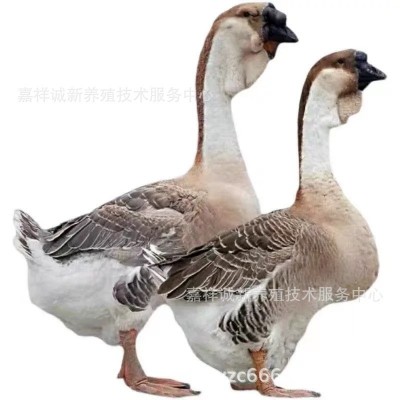 正宗狮头鹅脱温鹅苗大种狮头鹅 苗活体灰狮头鹅 活 苗小鹅 苗繁育图5