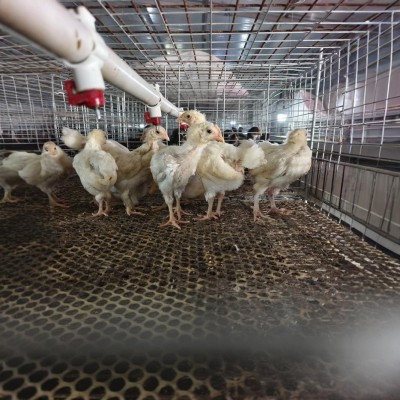 出售脱温白羽土鸡苗30天大中鸡农户散养土鸡出壳五黑绿壳蛋鸡苗图3