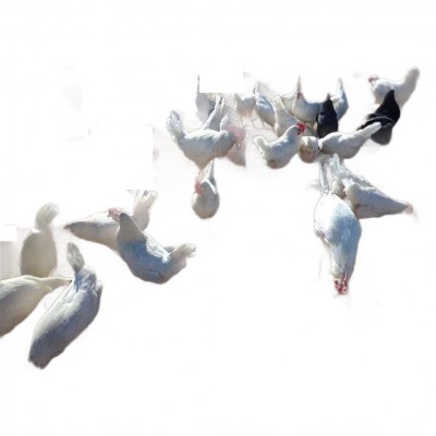 出售脱温白羽土鸡苗30天大中鸡农户散养土鸡出壳五黑绿壳蛋鸡苗图4