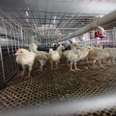 出售脱温白羽土鸡苗30天大中鸡农户散养土鸡出壳五黑绿壳蛋鸡苗图2