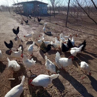 出售脱温白羽土鸡苗30天大中鸡农户散养土鸡出壳五黑绿壳蛋鸡苗图5