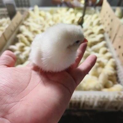 批发散养白羽公鸡幼苗白羽肉鸡苗土鸡蛋鸡纯种活苗白来航鸡苗图4