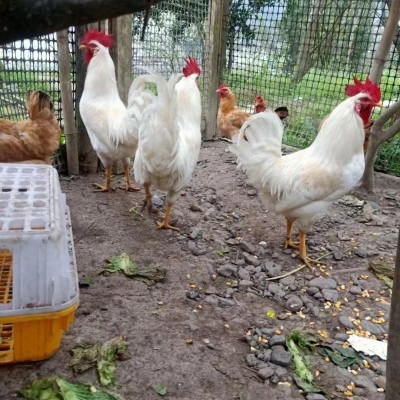 批发散养白羽公鸡幼苗白羽肉鸡苗土鸡蛋鸡纯种活苗白来航鸡苗图2