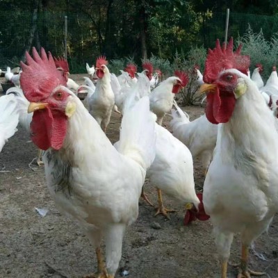 批发散养白羽公鸡幼苗白羽肉鸡苗土鸡蛋鸡纯种活苗白来航鸡苗图3