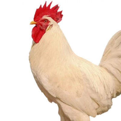 批发散养白羽公鸡幼苗白羽肉鸡苗土鸡蛋鸡纯种活苗白来航鸡苗图5