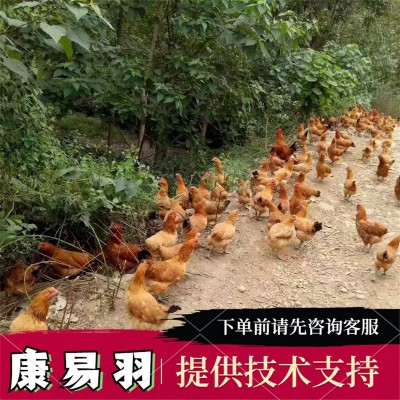 养殖批发幼苗活体 黄麻羽绿壳蛋鸡苗 黑羽绿壳蛋鸡苗 芦花鸡苗图2