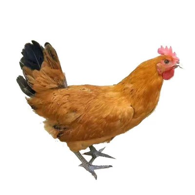 养殖批发幼苗活体 黄麻羽绿壳蛋鸡苗 黑羽绿壳蛋鸡苗 芦花鸡苗图4