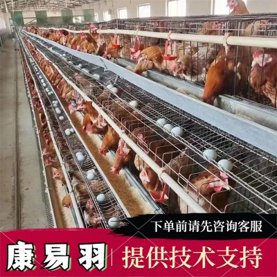 养殖批发幼苗活体 黄麻羽绿壳蛋鸡苗 黑羽绿壳蛋鸡苗 芦花鸡苗图3