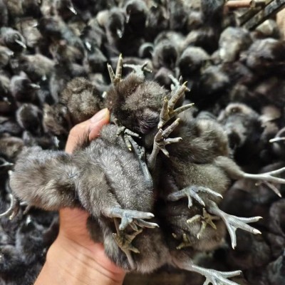 原产地出售半斤多一斤纯五黑鸡苗绿壳蛋鸡半大五黑鸡苗图4