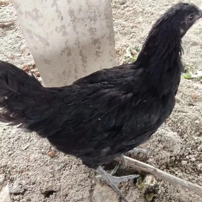 原产地出售半斤多一斤纯五黑鸡苗绿壳蛋鸡半大五黑鸡苗图2